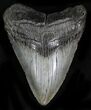 Bargain Megalodon Tooth - South Carolina #21969-1